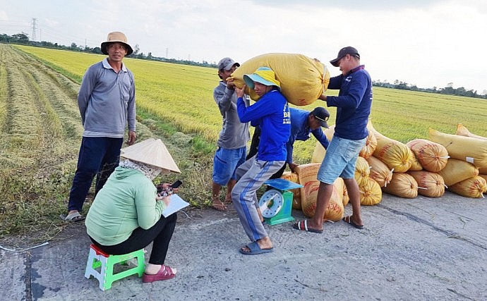 Thương lái thu mua lúa của nông dân tại phường Tân Hưng, quận Thốt Nốt (Cần Thơ)