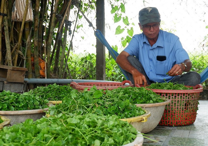 ông Nguyễn Văn Toàn có thu nhập hàng trăm triệu mỗi năm nhờ trồng rau má