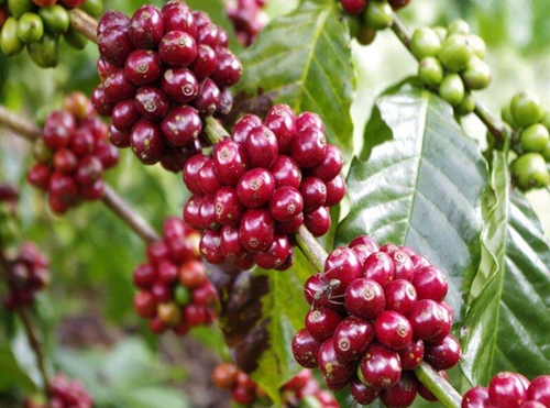 Giá nông sản hôm nay 28/10: Cà phê đồng loạt giảm 500 đồng/kg, hồ tiêu đi ngang