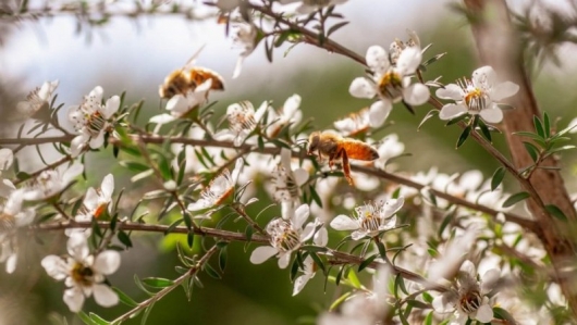 Bật mí về loại mật ong đắt đỏ bậc nhất thế giới, phải dùng trực thăng để lấy