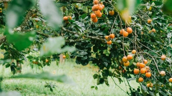 5 vườn hồng trĩu quả ở Đà Lạt đang chờ bạn ghé thăm