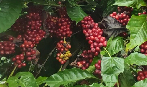 Giá nông sản hôm nay 2/11: Cà phê giảm mạnh 1.200 đồng/kg, hồ tiêu ổn định ở mức 68.500 đồng/kg