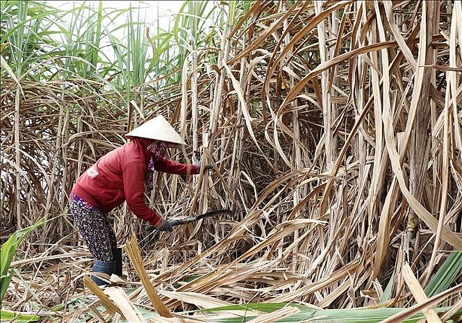 Giá đường neo cao: Doanh nghiệp lo lắng sẽ ảnh hưởng đến sản xuất hàng hoá phục vụ Tết