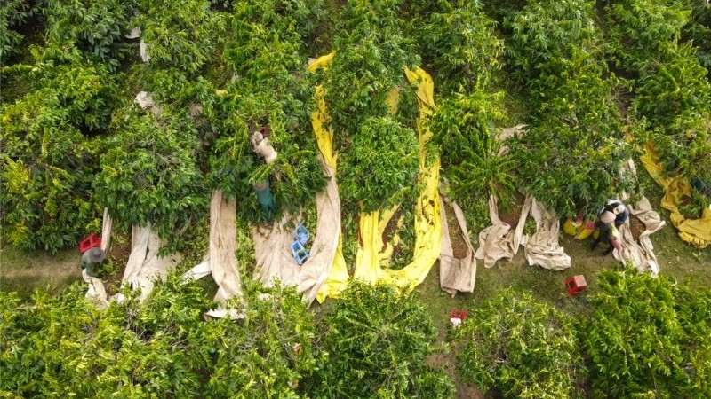 Tăng cường quản lý khâu thu hái, tiếp tục xây dựng thương hiệu “Cà phê Đăk Hà”