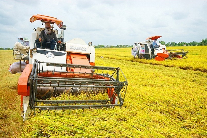 Giá lúa duy trì ở mức cao nhờ trợ lực xuất khẩu