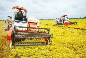 Giá lúa nội địa duy trì ở mức cao nhờ trợ lực xuất khẩu
