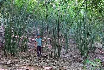Thanh Hoá: Nhiều tín hiệu vui đến với người trồng tre luồng Lang Chánh