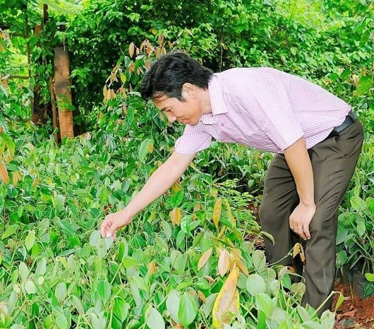 Cha đẻ Tiêu Bầu Mây: Người tiêu dùng chưa hiểu, sản phẩm OCOP 4-5 sao vẫn gặp khó