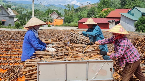 Hướng đi nào cho ngành quế Việt Nam?