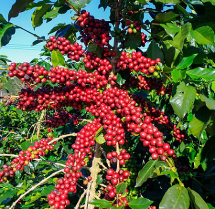 Giá nông sản hôm nay 10/11: Cà phê tiếp tục tăng, hồ tiêu tăng ở một vài nơi