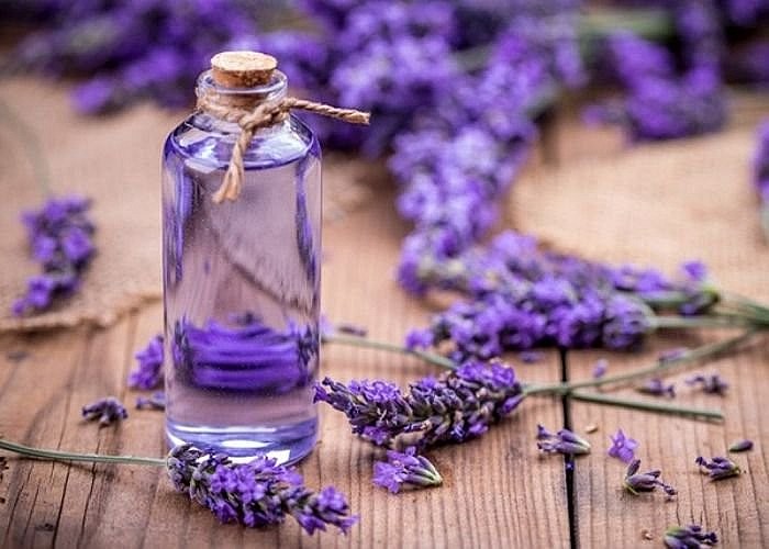Loài hoa “quý tộc” đến từ nước Pháp, giá chỉ từ 39.000 đồng/bó, có nhiều tác dụng bất ngờ