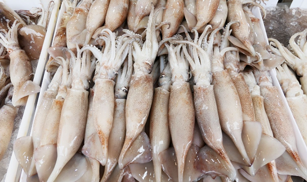 Xuất khẩu mực, bạch tuộc sang Hàn Quốc và Trung Quốc tăng trưởng dương