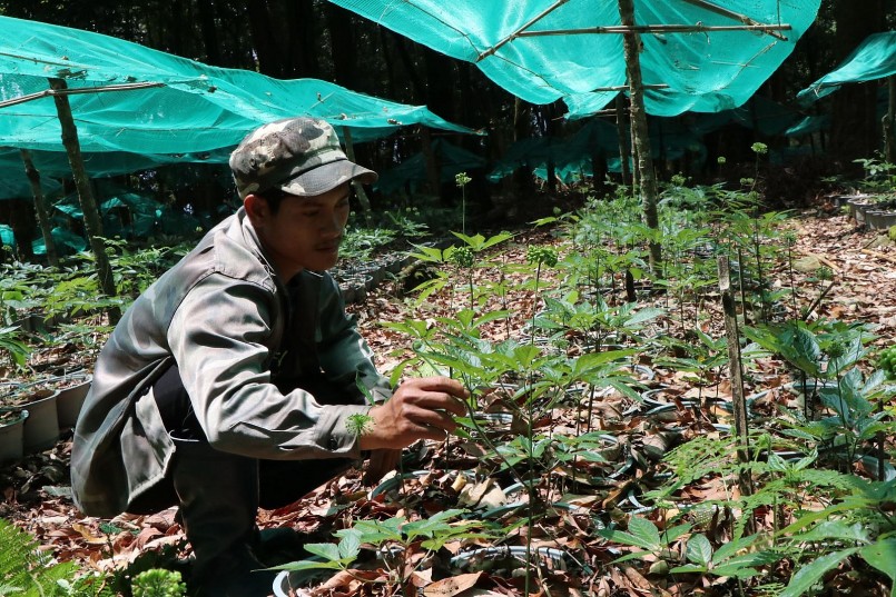 Sâm Ngọc Linh được trồng dưới tán rừng tại huyện Tu Mơ Rông