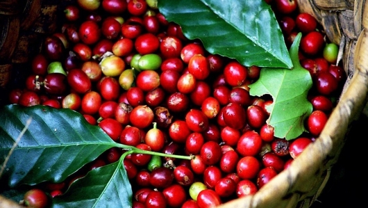 Giá cà phê xuống dưới 60.000 đồng/kg