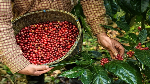 Giá nông sản hôm nay 12/11: Cà phê duy trì ổn định, hồ tiêu tăng 500 - 1.000 đồng/kg