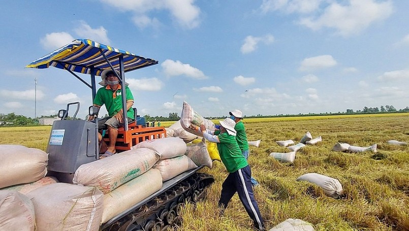 Thu mua lúa gạo trên cánh đồng liên kết phục vụ xuất khẩu tại An Giang. Ảnh: CÔNG MẠO