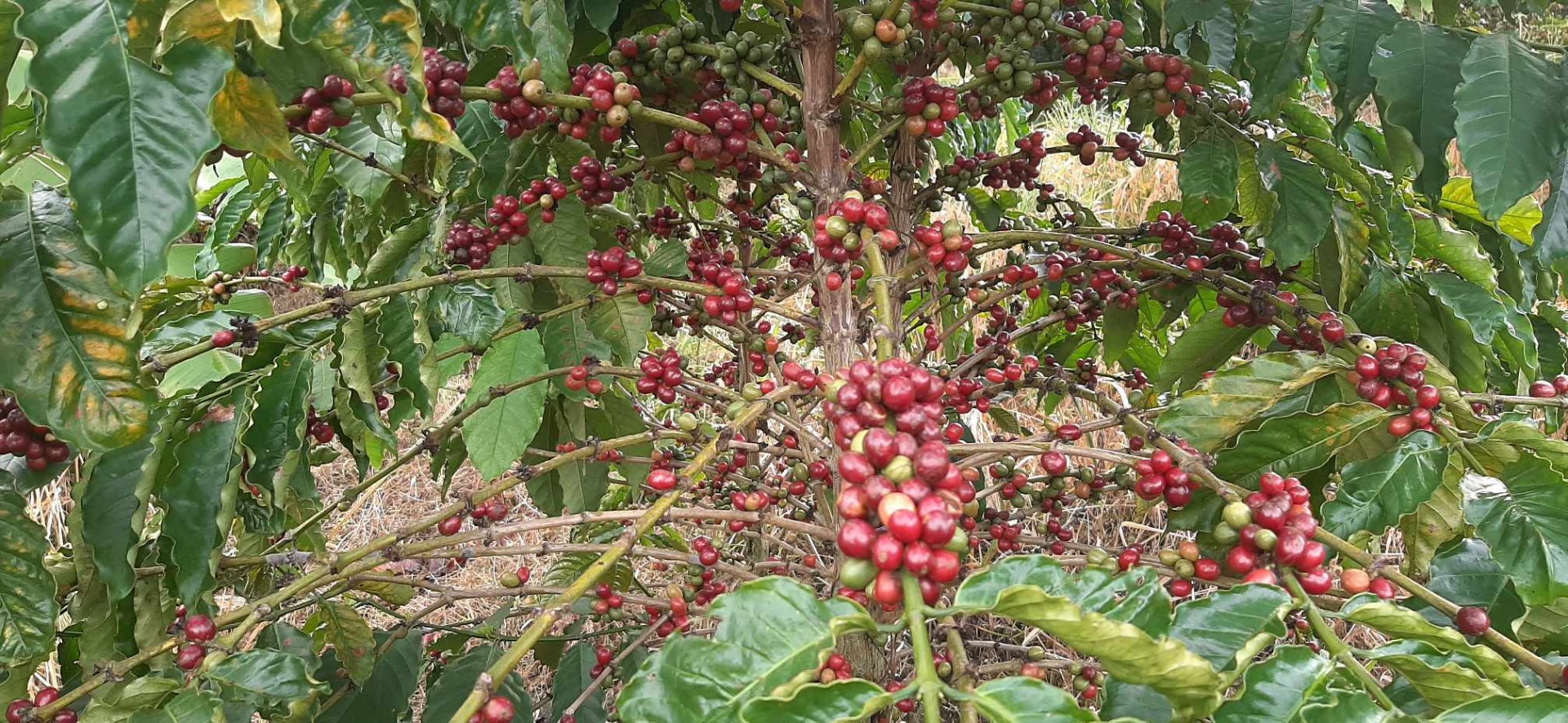 Lâm Đồng khuyến cáo người dân không thu hái quả cà phê xanh, non