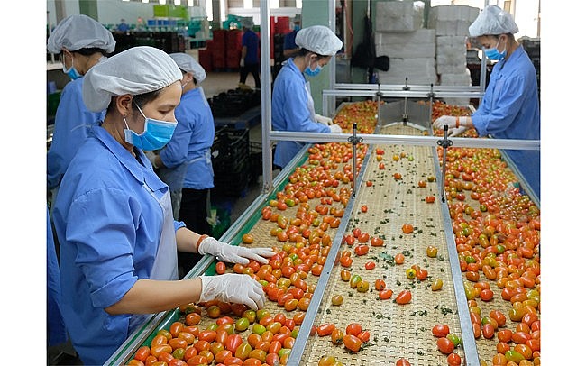 Công nhân Công ty TNHH sản xuất thương mại nông sản Phong Thúy (Lâm Đồng) sơ chế rau quả xuất khẩu. 
