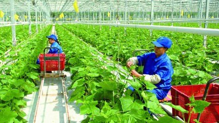 Thanh Hoá chi hơn 13,5 tỷ đồng thực hiện chương trình khuyến nông năm 2024