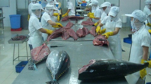 Xuất khẩu cá ngừ sang thị trường Anh sụt giảm