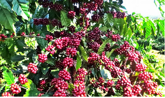 Giá nông sản hôm nay 16/11: Cà phê và hồ tiêu đồng loạt tăng mạnh