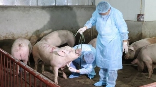 Công điện về triển khai quyết liệt, đồng bộ các giải pháp phòng, chống bệnh Dịch tả lợn Châu Phi