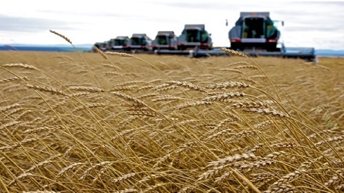 Việt Nam nhập khẩu hơn 414.000 tấn lúa mì trong tháng 10/2023