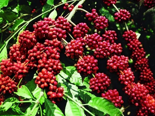 Giá nông sản hôm nay 18/11: Cà phê quay đầu giảm mạnh, hồ tiêu tăng nhẹ tại Bình Phước