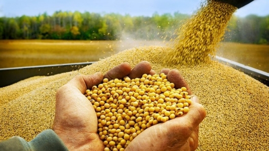 Việt Nam chi 1,02 tỷ USD nhập khẩu đậu tương trong 10 tháng