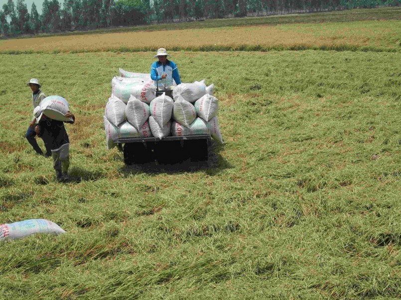 Thu hoạch lúa tại tỉnh An Giang.