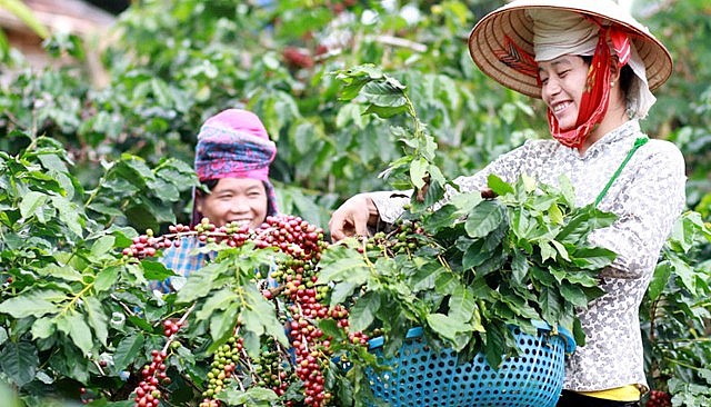 Niềm vui của nông dân thu hoạch cà phê