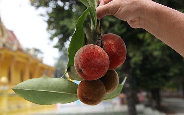 Loại trái đặc sản miền Tây, hỏi 10 người thì 9 người không biết tên