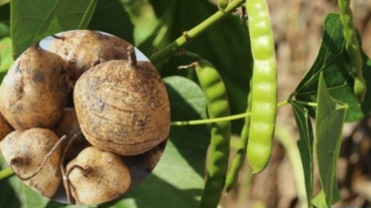 Thân, lá, hoa, quả của cây củ đậu đều chứa chất cực độc
