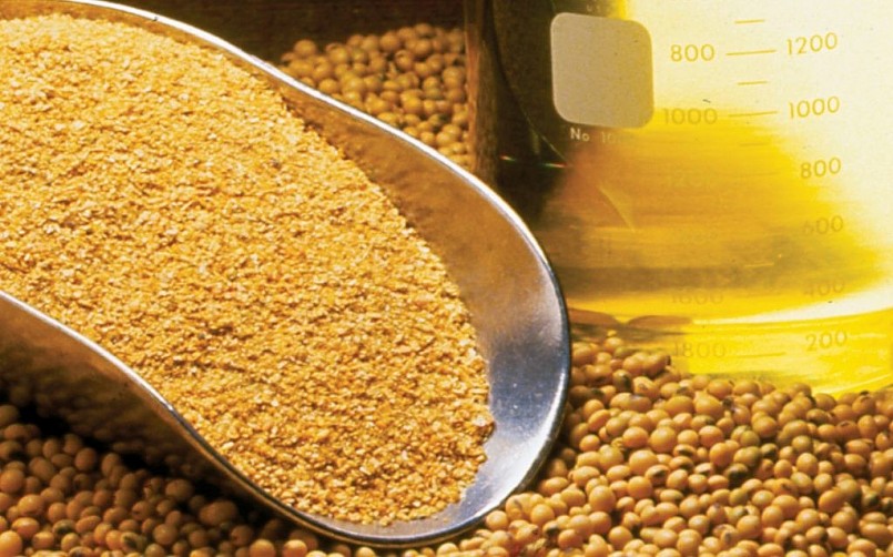 Khô dầu đậu tương là mặt hàng quan trọng trong sản xuất thức ăn chăn nuôi 