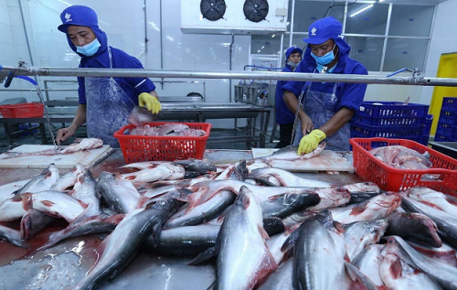 Xuất khẩu cá tra tháng 10 đạt gần 173 triệu USD