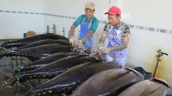 Xuất khẩu cá ngừ sang EU tiếp tục sụt giảm