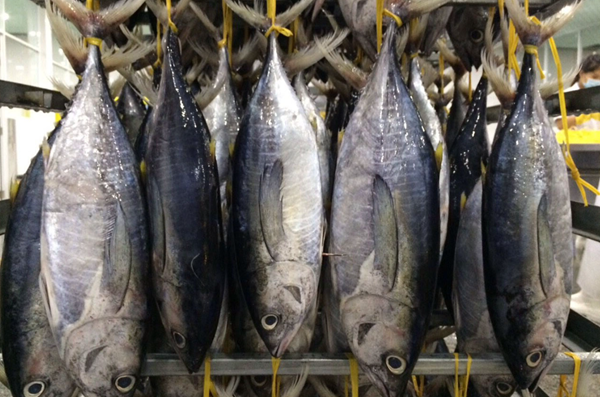 Xuất khẩu cá ngừ sang EU tiếp tục sụt giảm