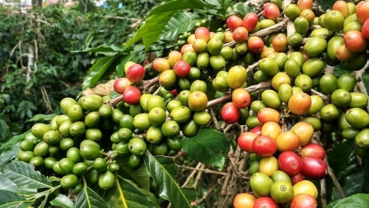 Xuất khẩu cà phê nửa đầu tháng 11 tăng mạnh