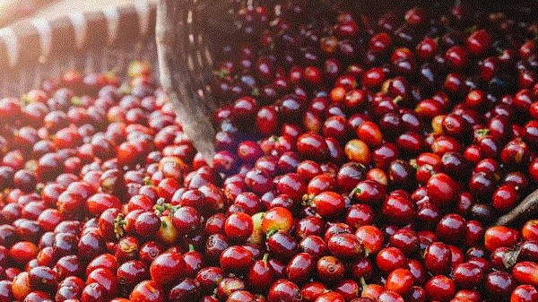 Giá nông sản hôm nay 24/11: Cà phê duy trì đà tăng, hồ tiêu chưa có điều chỉnh mới