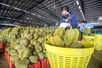 Sầu riêng sẽ chiếm ngôi vương trong các loại trái cây Việt Nam tại Trung Quốc