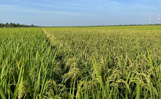 Bình Thuận: Mở rộng diện tích sản xuất lúa chất lượng cao vào năm 2025
