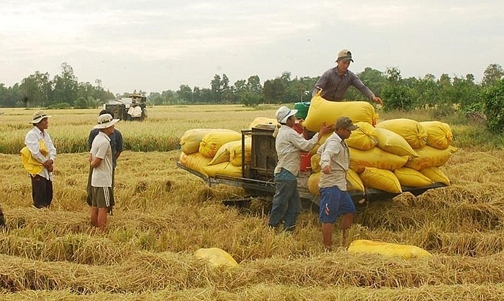 Giá lúa gạo không có biến động so với hôm qua.