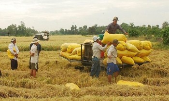 Giá lúa gạo ổn định, nông dân khẩn trương xuống giống vụ lúa Đông Xuân