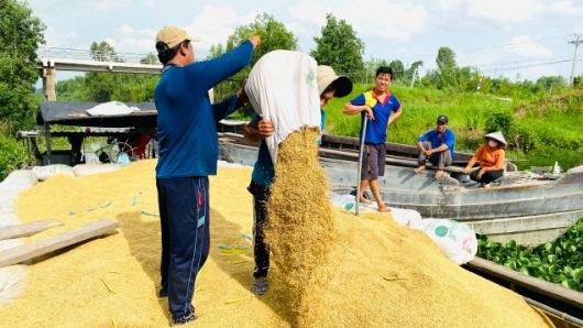 Lúa gạo tăng giá, giải pháp để nông dân hưởng lợi lâu dài