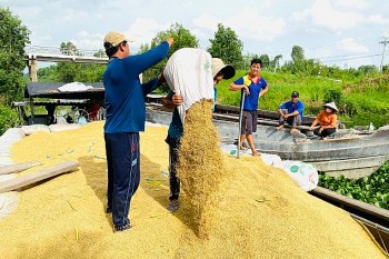Lúa gạo tăng giá, giải pháp để nông dân hưởng lợi lâu dài