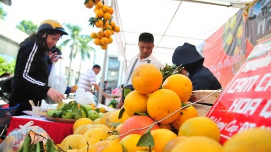 Hơn 1,8 nghìn héc-ta cam tại Hưng Yên vào vụ thu hoạch