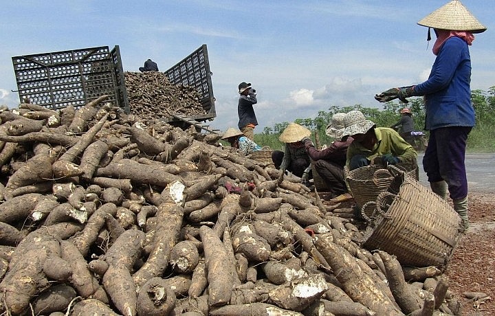 Chanh tươi Quảng Đông 100.000 đồng/kg vẫn đắt hàng, Tây Ninh có gần 62.000ha khoai mì