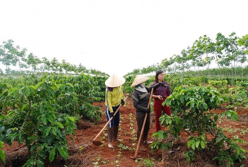 Diện tích trồng cà phê ở Việt Nam giảm gần một nửa do biến đổi khí hậu.