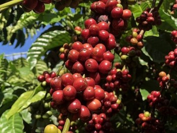 Giá nông sản hôm nay 28/11: Cà phê tiếp tục tăng nhẹ, hồ tiêu duy trì ổn định