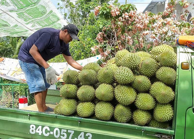 Sầu riêng Ri 6 tại huyện Phong Điền, TP Cần Thơ được thương lái thu mua, đưa lên xe tải để chở đi các nơi tiêu thụ.